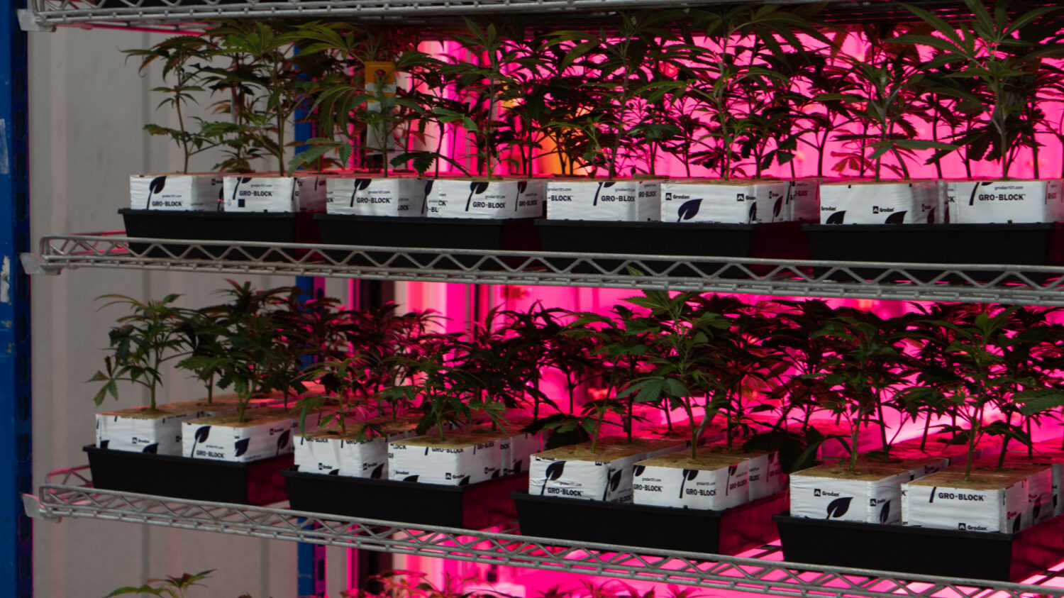 Cannabis Clones On Rack