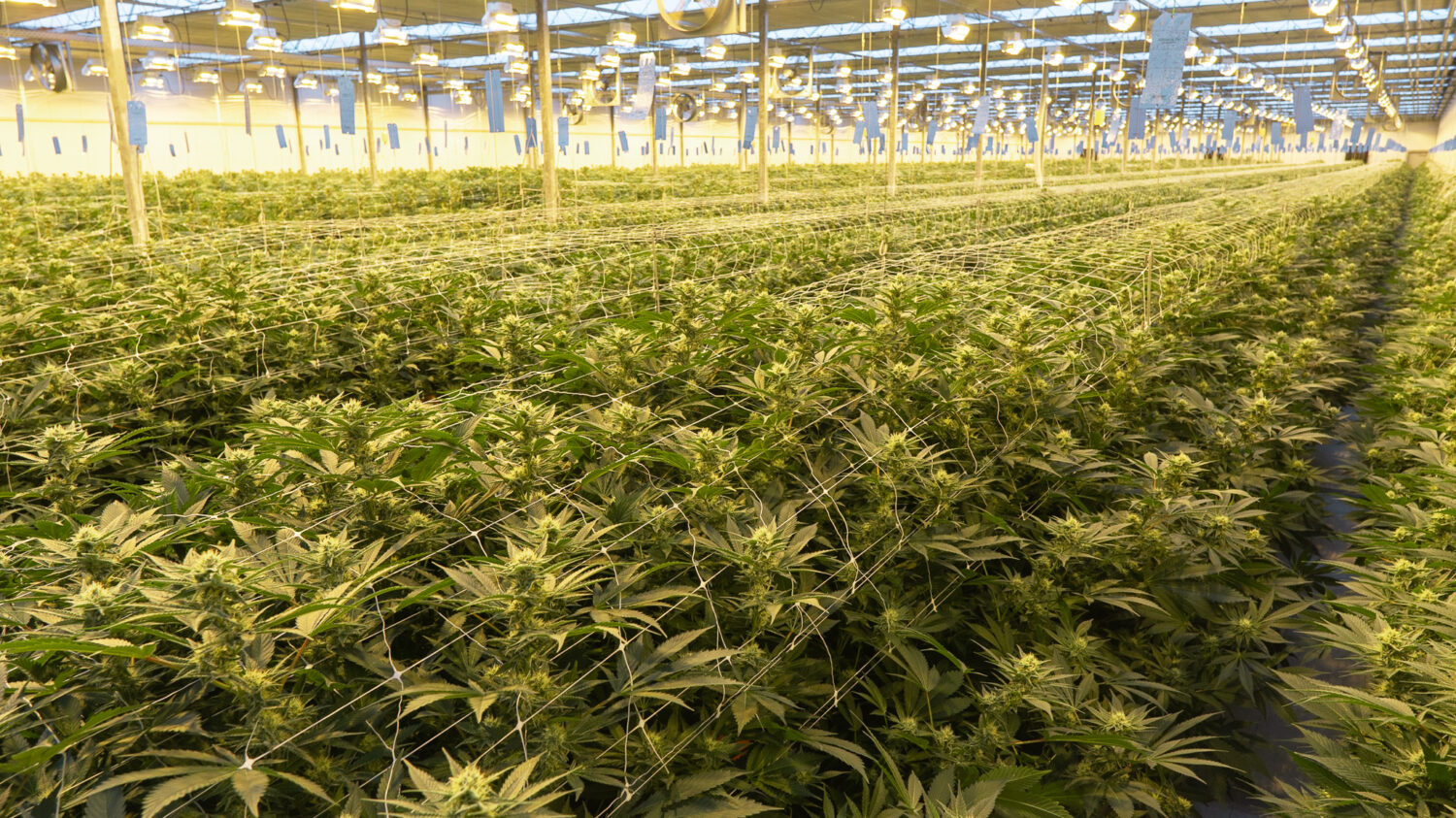 Greenway Cannabis Wide View