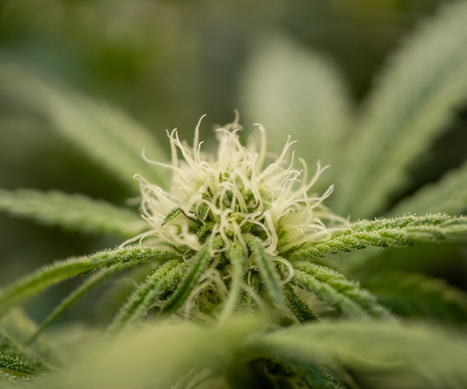 Greenway Cannabis Up Close