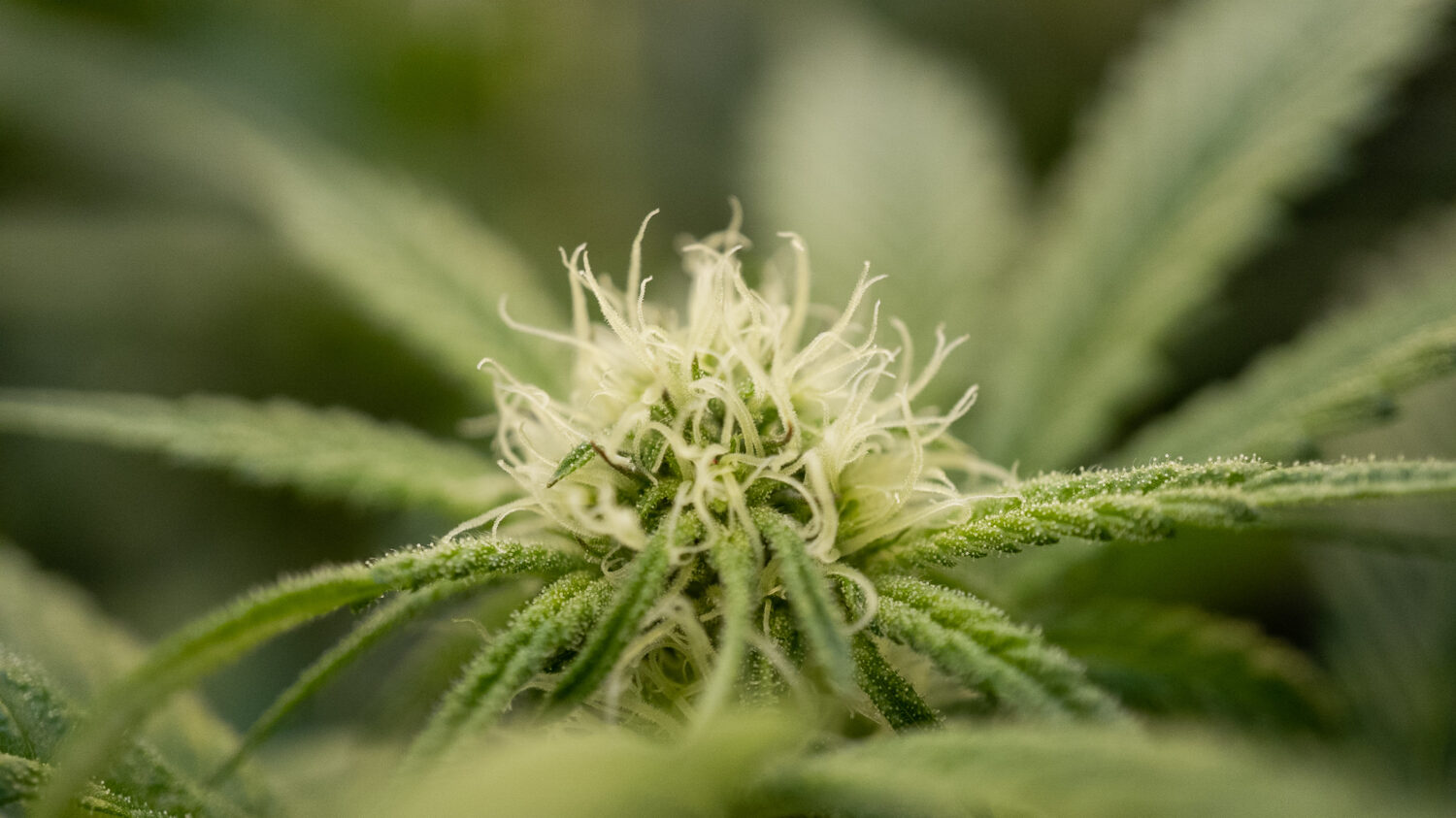 Greenway Cannabis Up Close