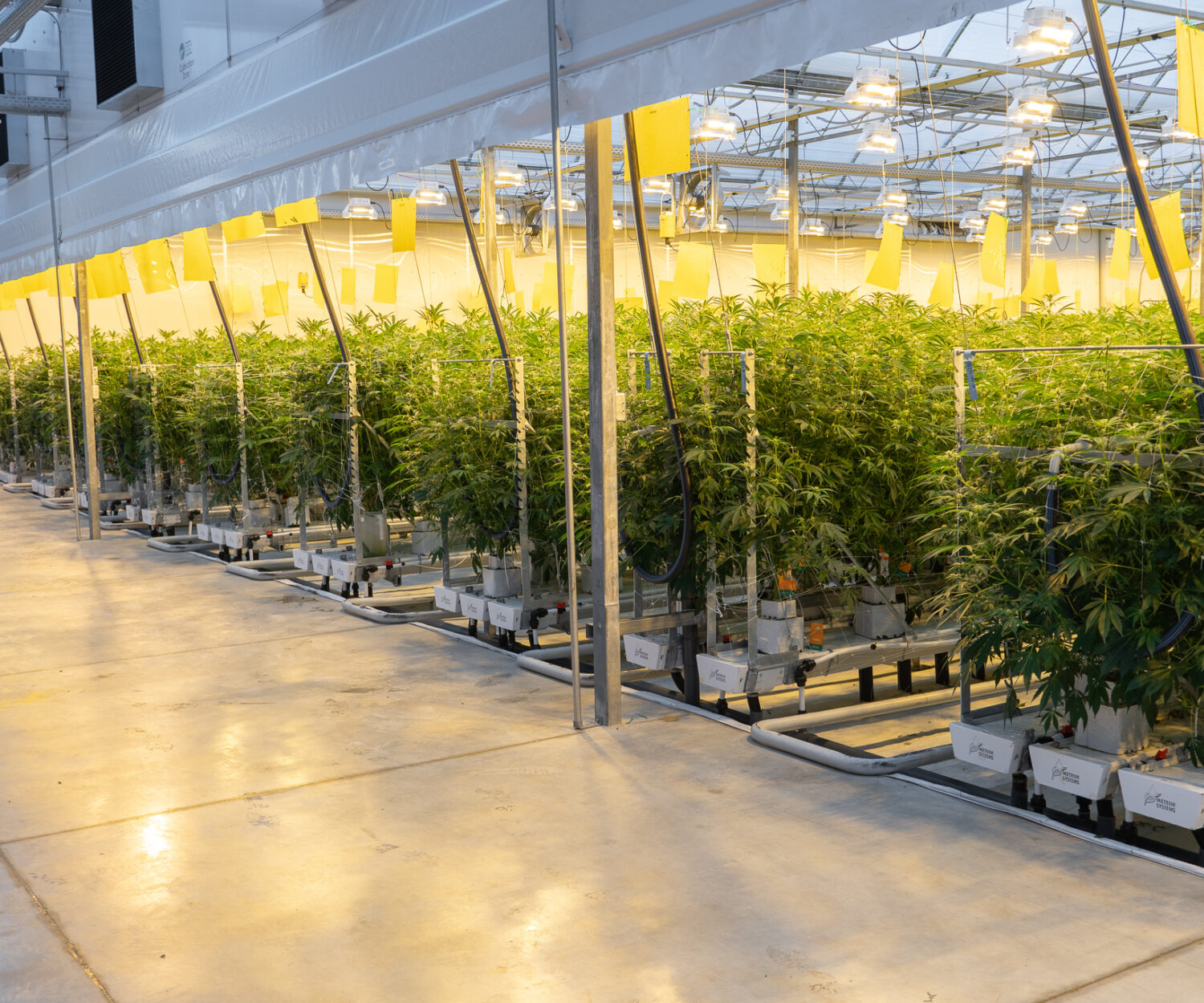 Greenway Cannabis Rows