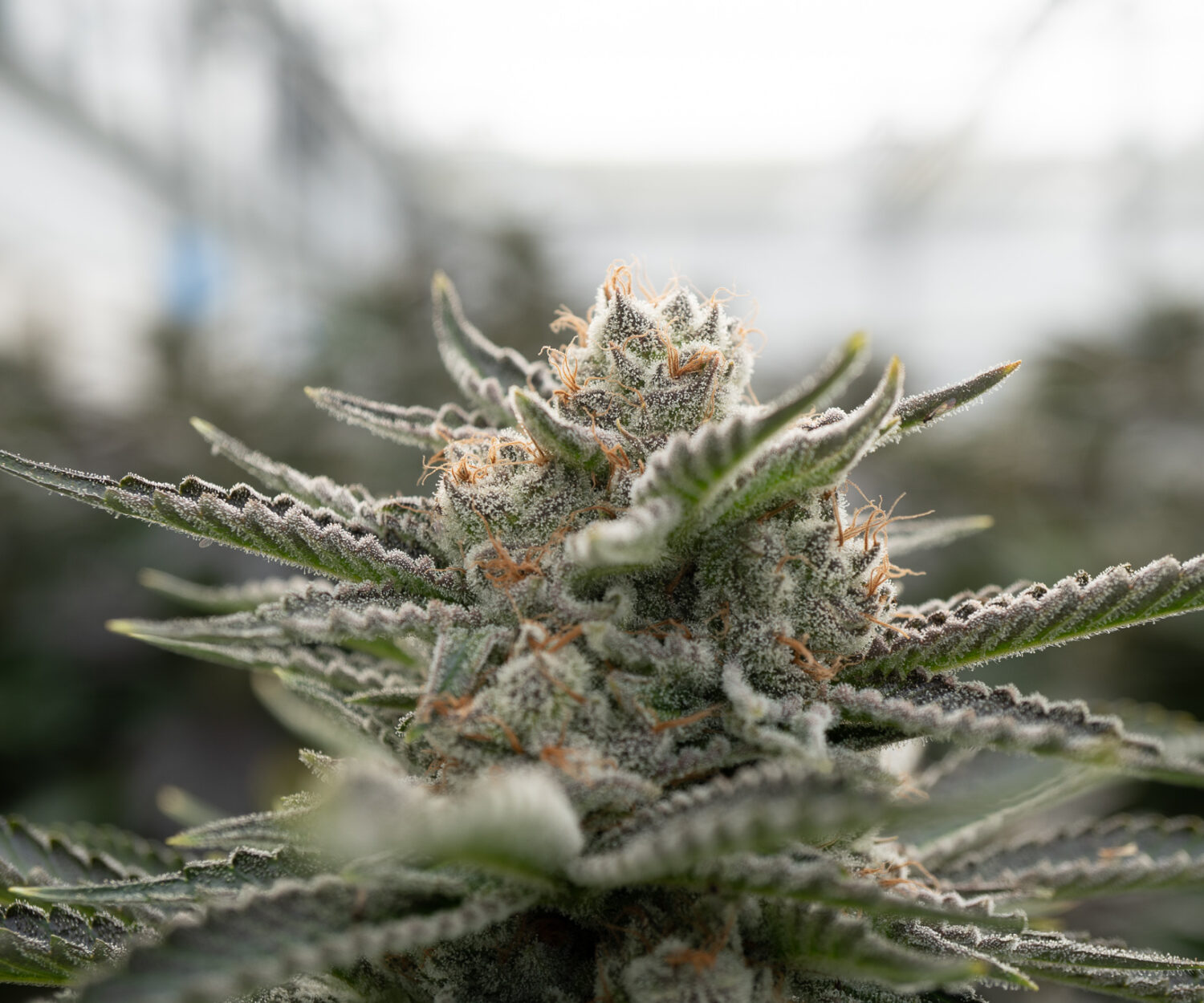 Greenway Cannabis Flower 15