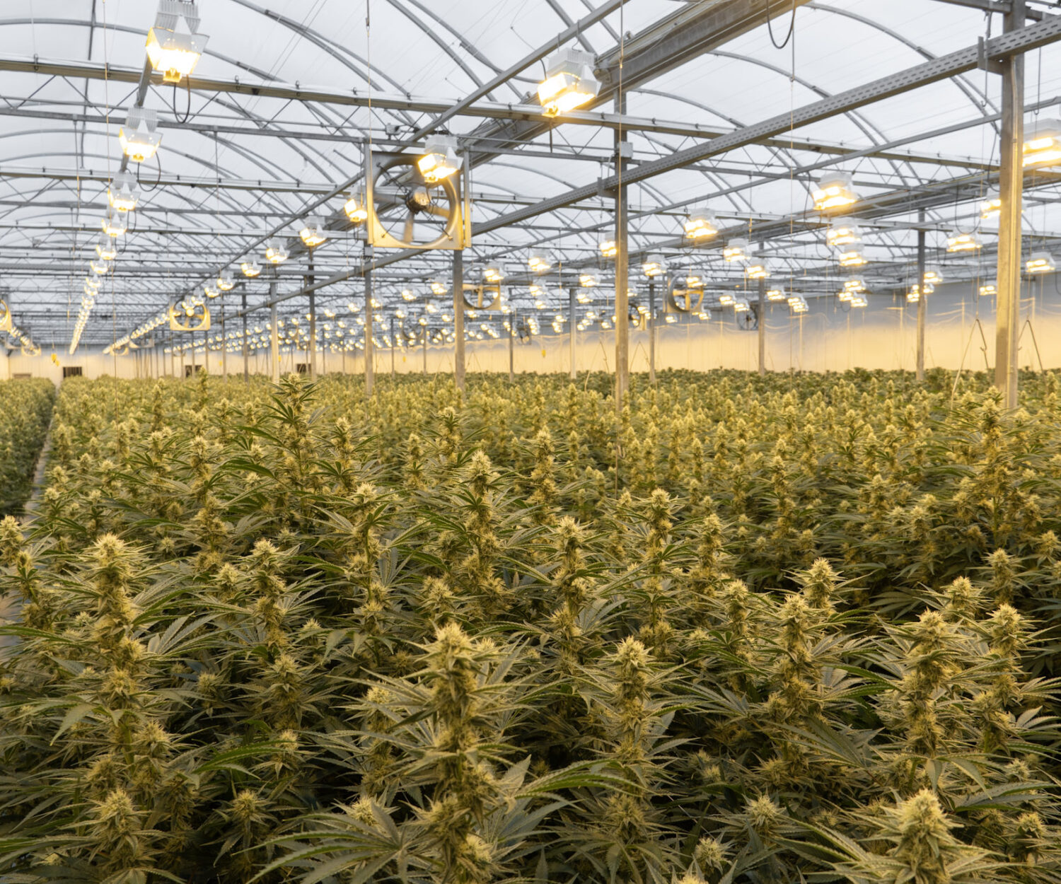 Greenway Greenhouse Crop