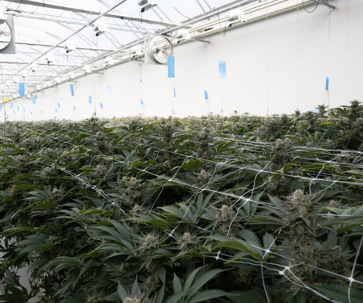 Greenway Row Growing