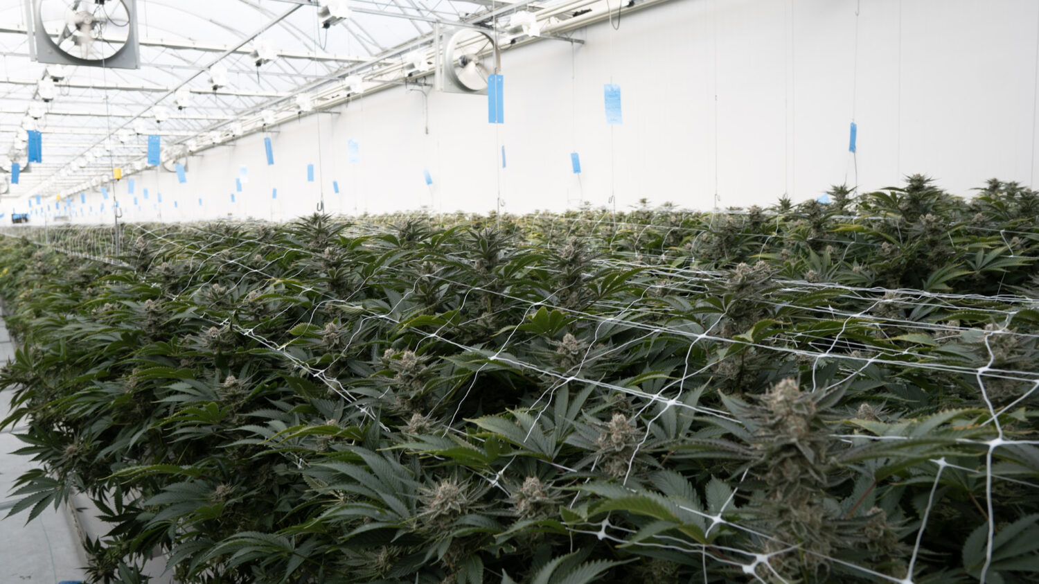 Greenway Row Growing